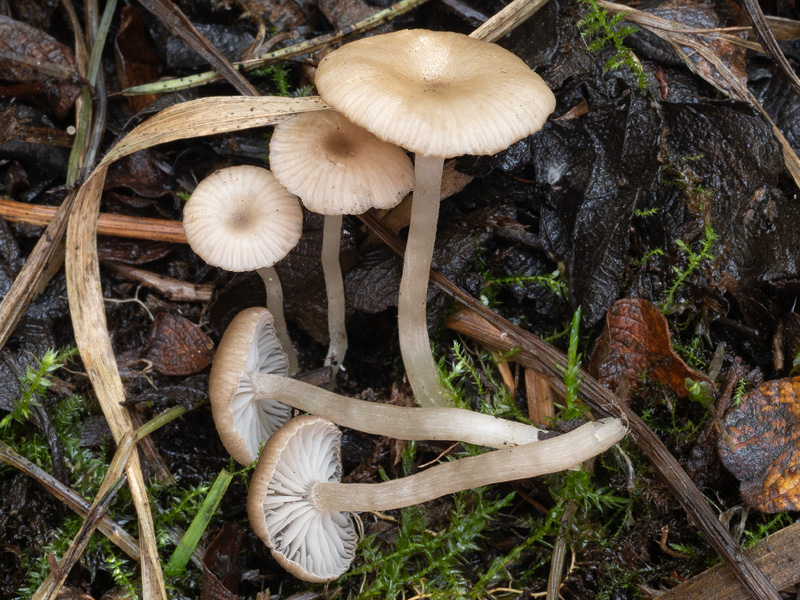 Entoloma bisporigerum